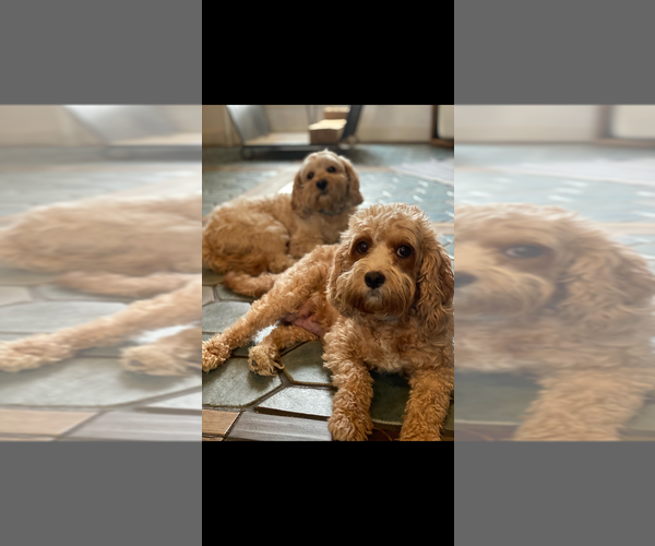 Medium Photo #1 Cavapoo Puppy For Sale in MADISON, IN, USA
