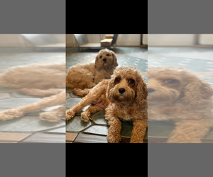 Mother of the Cavapoo puppies born on 05/08/2025