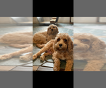 Small Photo #1 Cavapoo Puppy For Sale in MADISON, IN, USA