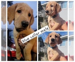 Labrador Retriever Puppy for sale in JOHNSON CREEK, WI, USA