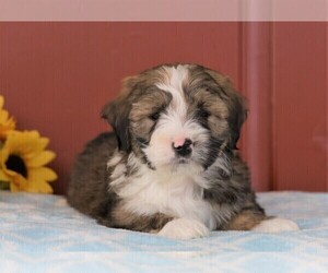 Miniature Bernedoodle Puppy for sale in FREDERICKSBG, OH, USA