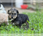 Small #11 Goldendoodle-Shih Tzu Mix