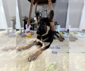 German Shepherd Dog Puppy for sale in MEMPHIS, MO, USA