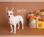 Small #7 Chihuahua Mix