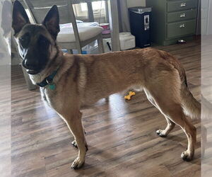 Mutt Dogs for adoption in Stevens Point, WI, USA