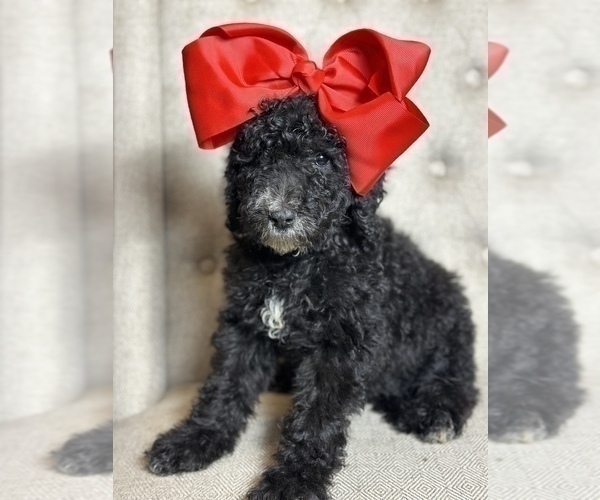 Medium Photo #4 Goldendoodle Puppy For Sale in SUMTER, SC, USA