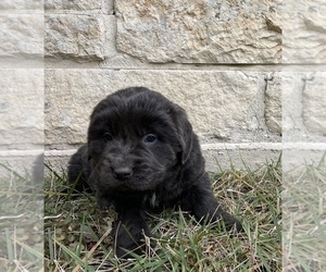 Newfoundland Puppy for sale in FAIR OAKS, TX, USA