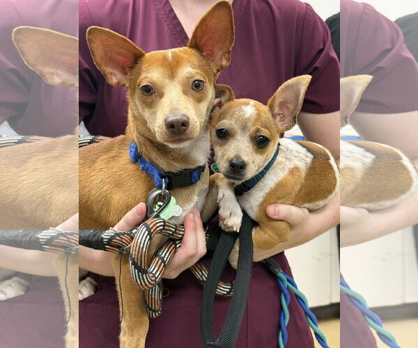 Medium Photo #3 Chihuahua-Unknown Mix Puppy For Sale in Royal Palm Beach, FL, USA