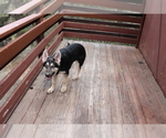 Small Photo #6 German Shepherd Dog Puppy For Sale in PINE MOUNTAIN CLUB, CA, USA