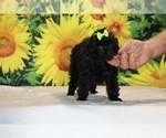 Melina - Female Poodle (Toy) Puppy for Sale - Photo #35