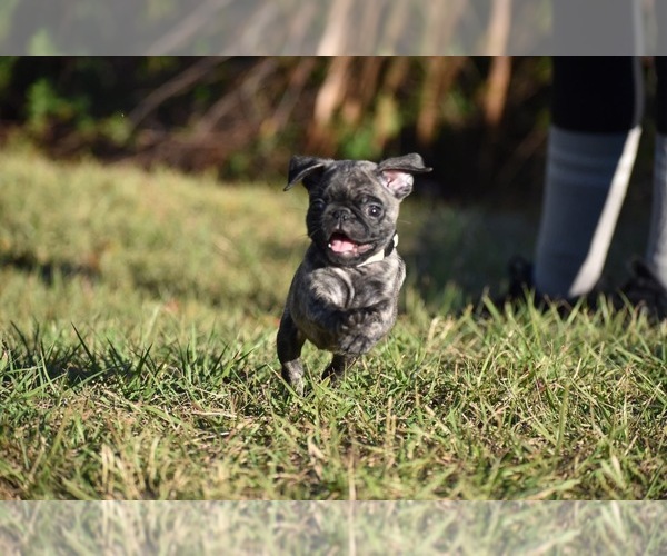 Medium Photo #4 Pug Puppy For Sale in PALM COAST, FL, USA