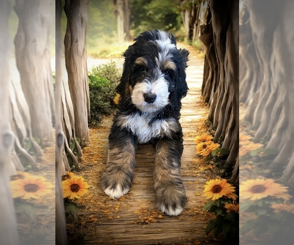 Medium Photo #8 Bernedoodle-Poodle (Standard) Mix Puppy For Sale in MENIFEE, CA, USA