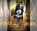 Small #7 Bernedoodle-Poodle (Standard) Mix