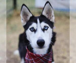Siberian Husky-Unknown Mix Dogs for adoption in San Antonio, TX, USA