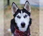 Small Siberian Husky Mix
