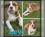 Image preview for Ad Listing. Nickname: Levi