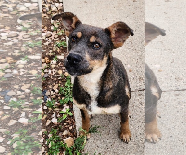Medium Photo #1 Shepradors Puppy For Sale in Princeton, MN, USA
