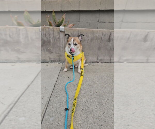 Medium Photo #2 Jack Chi Puppy For Sale in Studio City, CA, USA