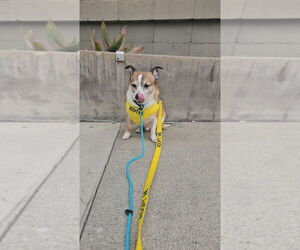 Cameo #5060 - Male Jack Chi Dog for Adoption - Photo #2