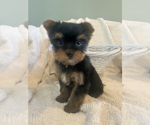 Yorkshire Terrier Puppy for Sale in ARMADA, Michigan USA