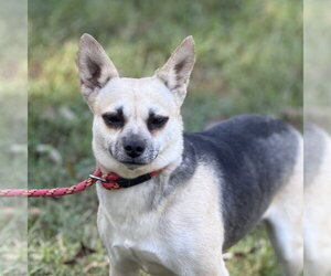 Chihuahua Dogs for adoption in Yardley, PA, USA