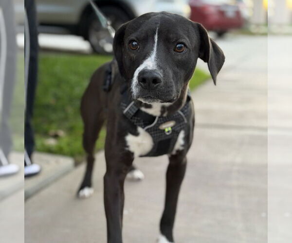 Medium Photo #1 Labrador Retriever-Unknown Mix Puppy For Sale in Oceanside, CA, USA