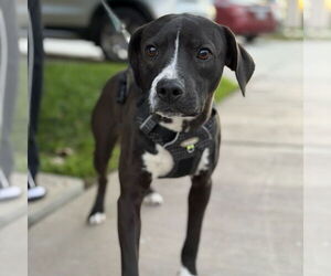 Labrador Retriever Mix Dog for Adoption in Oceanside, California USA