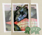 Small #1 Labrador Retriever Mix