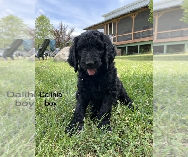 Medium Photo #47 Goldendoodle Puppy For Sale in EATON RAPIDS, MI, USA