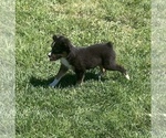 Small Photo #5 Miniature Australian Shepherd Puppy For Sale in FORT MORGAN, CO, USA