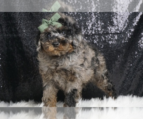 Medium Photo #5 Poodle (Toy) Puppy For Sale in WARSAW, IN, USA
