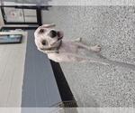Small Poodle (Miniature) Mix