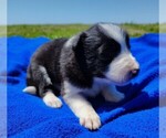 Small Photo #10 Border Collie Puppy For Sale in NORBORNE, MO, USA