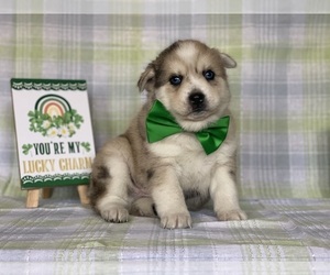 Pomsky-Shiba Inu Mix Puppy for sale in LANCASTER, PA, USA