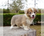 Small #4 Pembroke Welsh Corgi