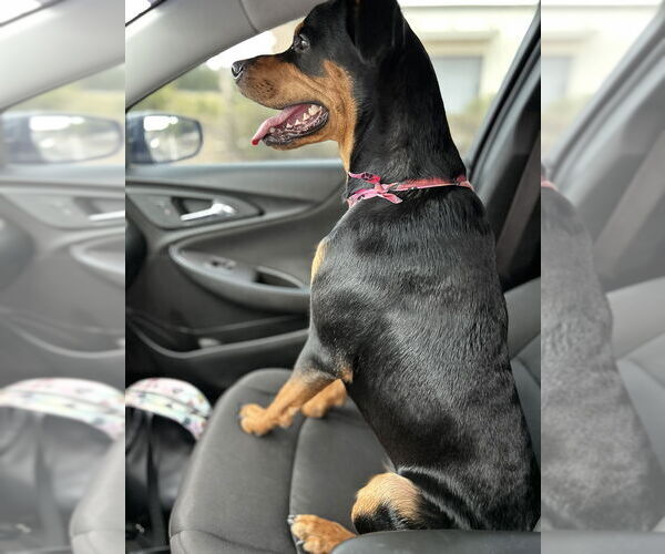 Medium Photo #1 Rottweiler Puppy For Sale in San Antonio, TX, USA