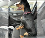 Small Rottweiler