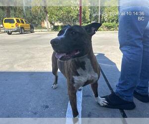 American Pit Bull Terrier-Unknown Mix Dogs for adoption in Ocala, FL, USA