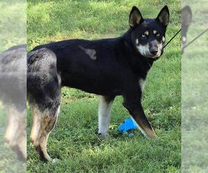 Siberian Husky Dogs for adoption in San Antonio, TX, USA
