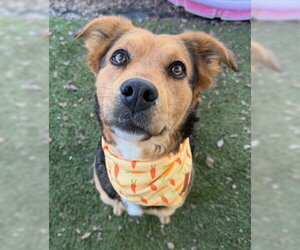 Mutt Dogs for adoption in Ventura, CA, USA