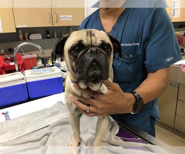 Medium Photo #1 Pug Puppy For Sale in Riverside, CA, USA