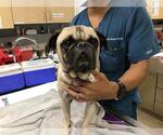 Small Pug