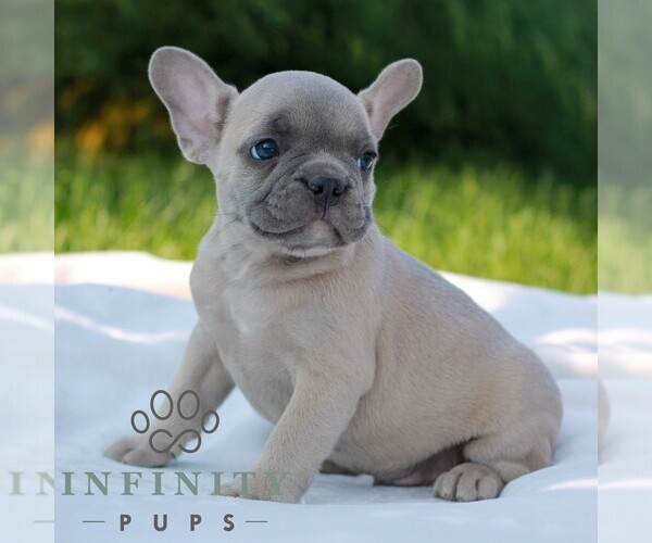 Medium Photo #3 French Bulldog Puppy For Sale in NEWMANSTOWN, PA, USA