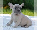 Small #2 French Bulldog