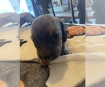 Small #5 Dachshund