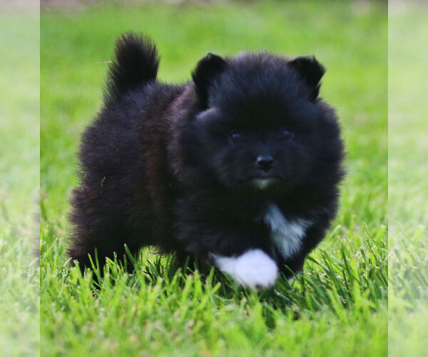 Medium Photo #1 Pomeranian Puppy For Sale in SILETZ, OR, USA