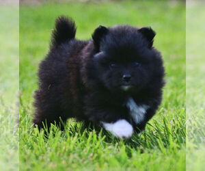 Pomeranian Puppy for sale in SILETZ, OR, USA