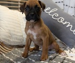 Small #5 Boxer