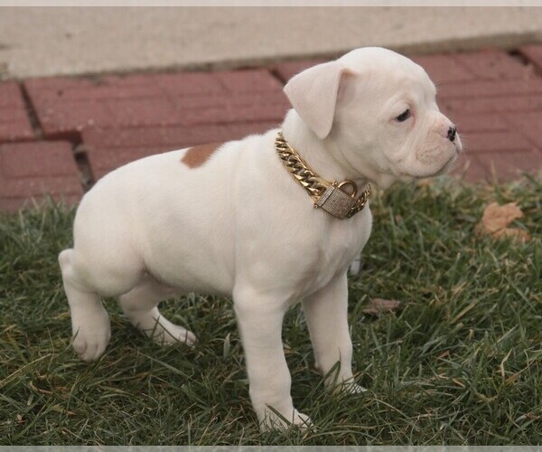 Medium Photo #9 Boxer Puppy For Sale in SHIPSHEWANA, IN, USA