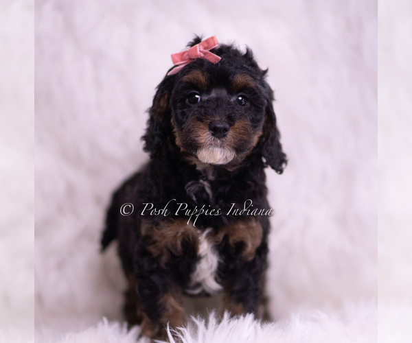 Medium Photo #2 Poodle (Toy) Puppy For Sale in WARSAW, IN, USA